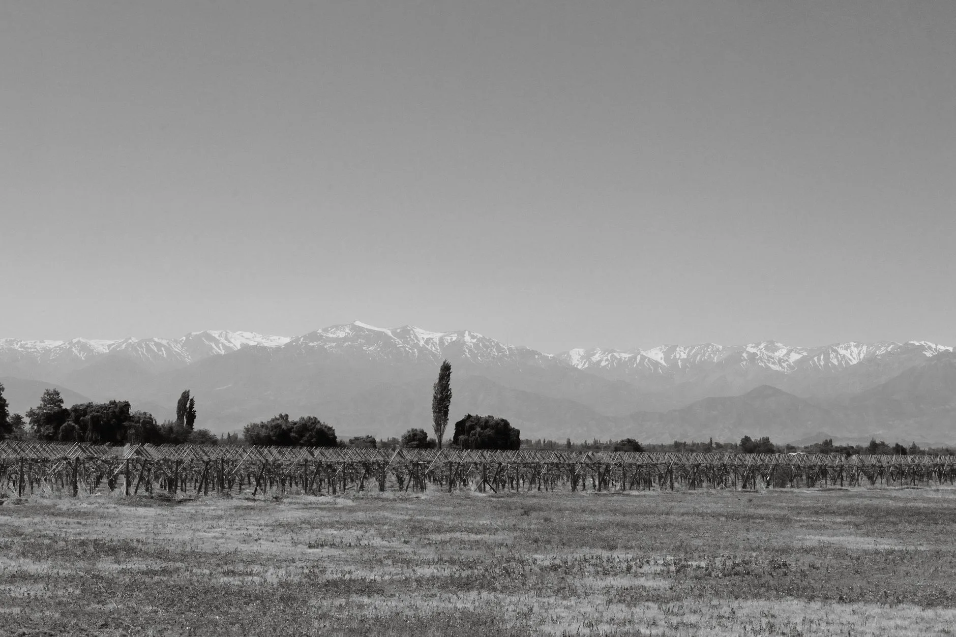 La vallée de Uco : vignes et sommets enneigés